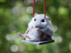 hamster-on-a-swing