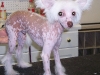 Chinese Crested - Hairless